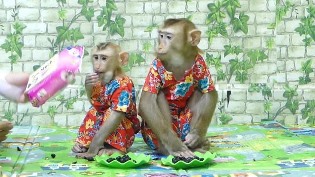 Emotion Ssaad Kevin Talking Hand Up Request Java Plum From Vola смотреть онлайн