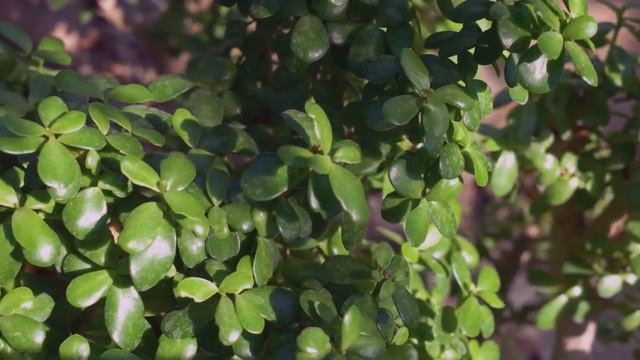 Top 5 Rock Garden Plants for Stunning Displays смотреть онлайн