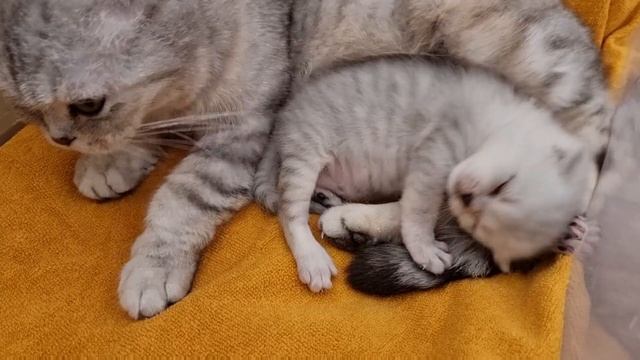 Мама кошка и котенок для поднятия настроения и снятия стресса смотреть онлайн