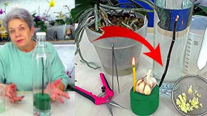 ВЫРАСТИТЬ НОВУЮ ОРХИДЕЮ за 3 недели на срезанном цветоносе! Это реально?