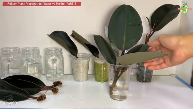 #94 Rubber Plant (Ficus Elastica) Propagation from Cuttings | Indoor Plants | Part 3