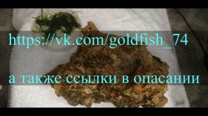 Новый Декор В Аквариуме/Купили Вулканический Камень/Как Поместить Камень В Аквариум!