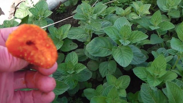 УРОЖАЙНЫЙ  СОРТ КЛУБНИКИ ОРЛЕЦ .ОПИСАНИЕ  СОРТА КЛУБНИКИ ОРЛЕЦ