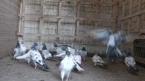 pakistanische hochflieger Deutschlands  пакистанские голуби whats app+491703898580