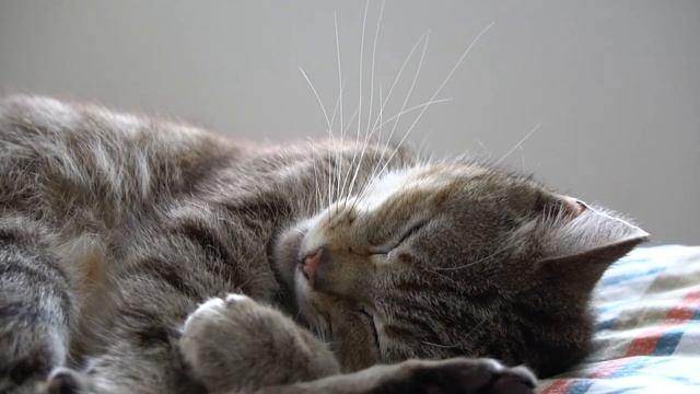 Насколько Вам доверяет кошка может рассказать её поза во время сна. Позы кошек и их значение. смотреть онлайн