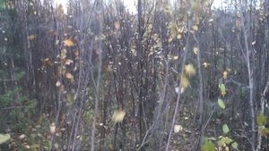 ГАЗ 66 дизель. Заросшая дорога. Испытание нового крепления зеркала.