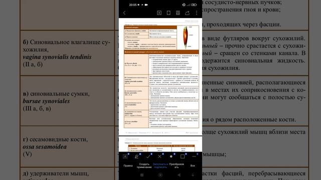 Знакомство с мышцами . Строение , классификация и развитие мышц. Анатомия