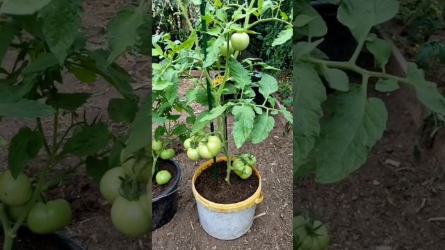 Выращен с маленького пасынка.#Томат Мамонтёнок#Томаты# смотреть онлайн