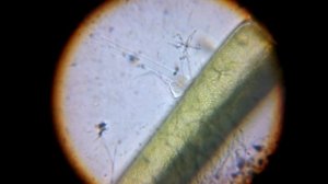 Мир под микроскопом (ч. 2)