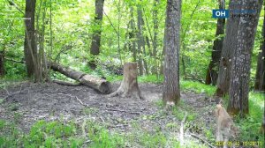 По Орловскому полесью прогулялась рысь
