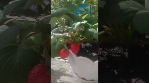 Клубника на балконе-осенний урожай ?