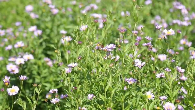 Обзор сада в Константиново (Рязанская область) | Цветник в природном стиле? | Ландшафтный дизайн смотреть онлайн