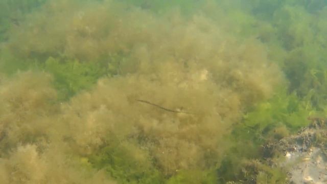 Снорклинг. Болгария (Свети-Влас) смотреть онлайн