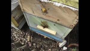 определяем по поведению пчел на передней стенке улья - необходимость расширения