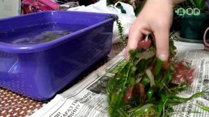 Большая посылка с РАСТЕНИЯМИ, РЫБКАМИ и РАКАМИ, которая уехала в Радомышль! Богдан это твоя!