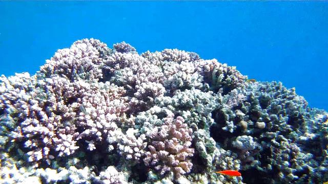 Sunwing Waterworld Makadi 5. Рыпки риф