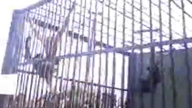 Приматы орут) смотреть онлайн