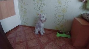 цвергшнауцер, воспитание пищевого поведения