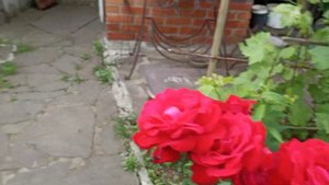 Мой САД, начало лета, 13 июня 2023г.