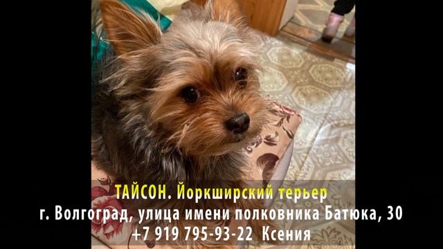 Пропала собака! ТАЙСОН. Йоркширский терьер. г. Волгоград, улица имени полковника Батюка, 30 смотреть онлайн