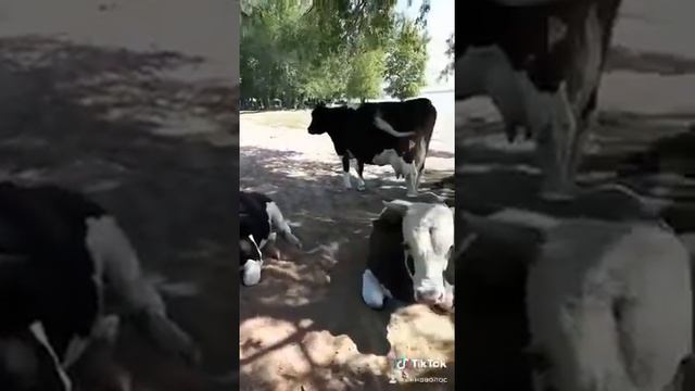 Священное животное корова