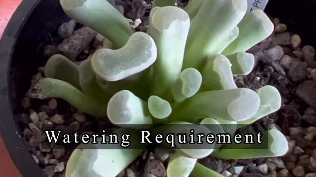 Baby Toes Succulents Care Guide смотреть онлайн