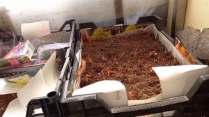 Высаживаю луковицы лилий для выгонки.