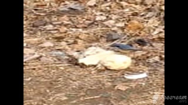 птицы поселка Ярославский смотреть онлайн