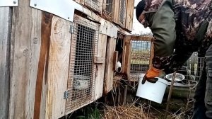 Утреннее кормление кроликов. Сколько кроликов остаётся зимовать.
