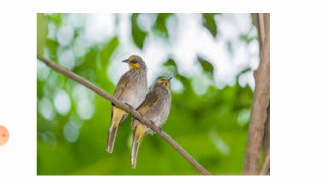Тоголок Молдо:"Эшек жана булбул" тамсили смотреть онлайн