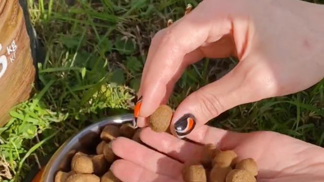 Probalance "Immuno Adult Maxi" смотреть онлайн