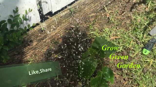 Grow Tamarillo смотреть онлайн