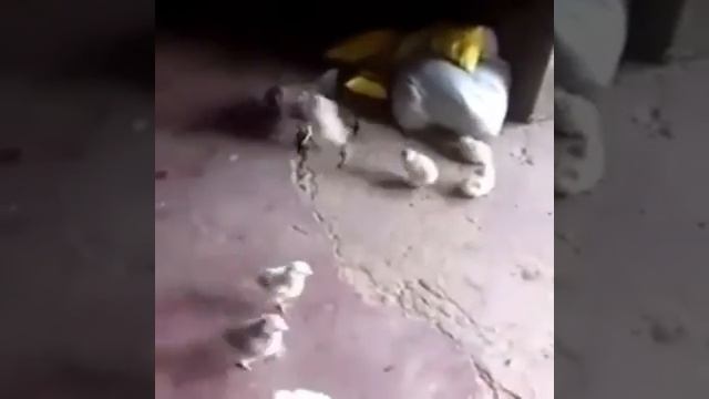 А вы видели такого цыплёнка ? ? Встречайте Цыплёнок - псих ?