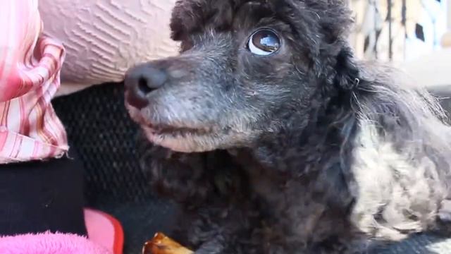 Toy Poodle and bone   Той пудель и кость