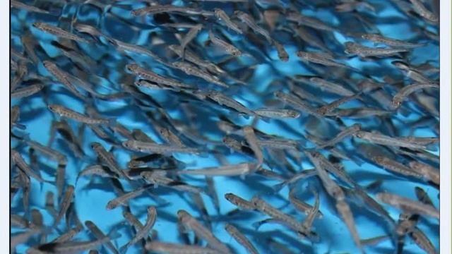 Бизнес на разведении аквариумных рыбок смотреть онлайн