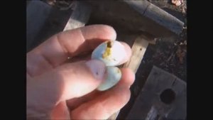 чистка скворечника