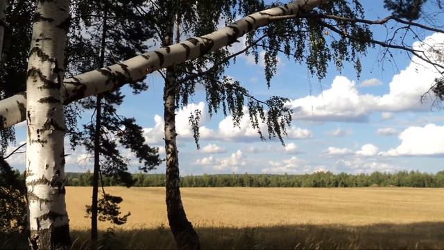 Юрий Антонов, Григорий Лепс_У берез и сосен смотреть онлайн
