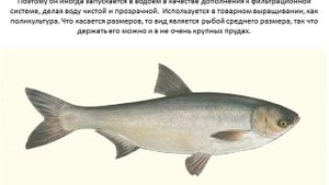 Толстолобик