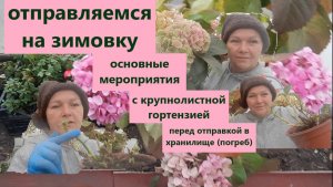Пора на зимовку. Как готовлю крупнолистную гортензию перед отправкой в хранилище (погреб).