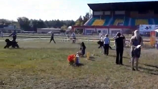 Сравнение на Лучшего Кобеля