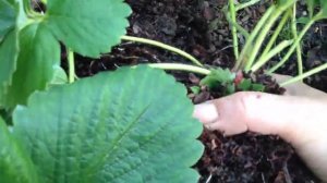 Осенняя посадка клубники в саду.mp4