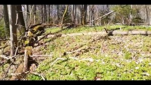 Калининградский лес