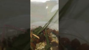 Террариум для кузнечика ?