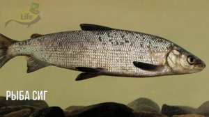 Как на что и где ловить рыбу сиг летом весной и осенью? Секреты ловли рыбы сиг!