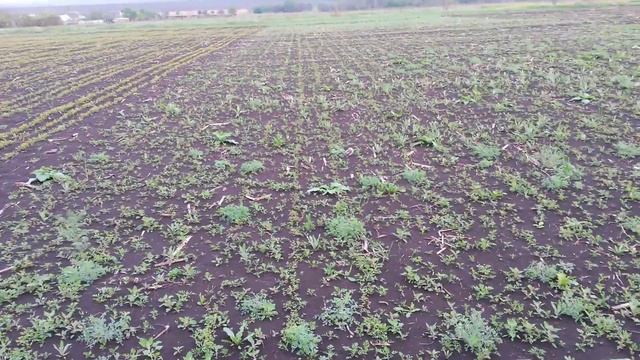 Подвой (груша, алыча, антипка, шиповник) смотреть онлайн