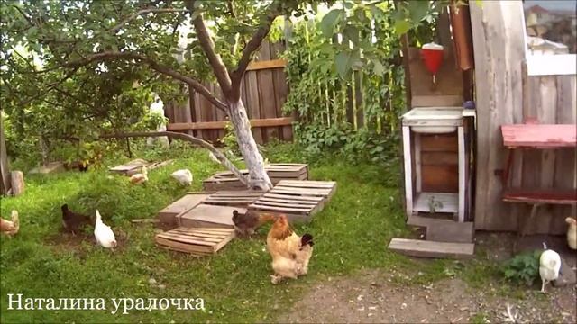 мои домашние куры молодки?,петухи-забияки?,курицы несушки?.