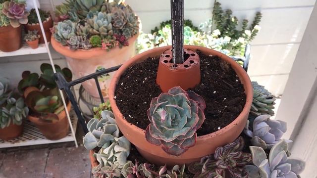 Topsy Turvy Succulent Planter Arrangement | Succulent Tower of Terracotta Pots | Leaf and Designs смотреть онлайн