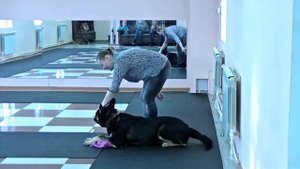 Дрессировка щенка ВЕО Амон и Н/о Рэгент.