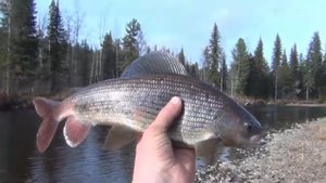 Рыбалка в ДЕВСТВЕННОЙ тайге Хариус Ленок Таймень Медведь Выживание 2 часа ВИДЕО  Тайге Охота 2023❄