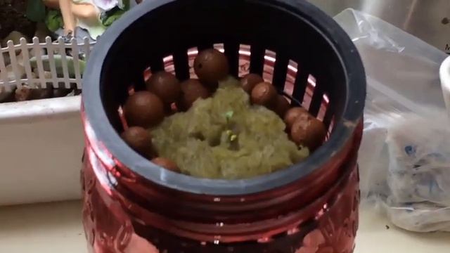 Fairy Gardens Orchid смотреть онлайн